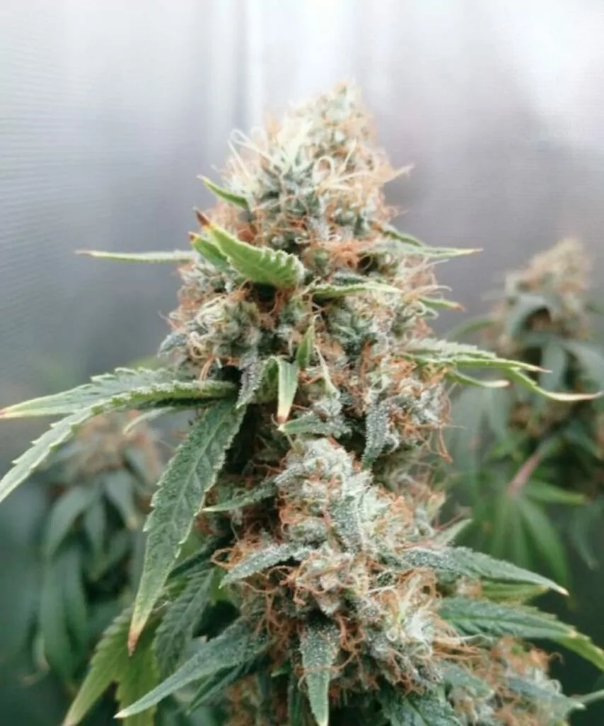 **Apple Fritter-Sorte Bild: Mit dichten, harten Buds. Die kompakte Struktur der Buds hebt ihre Qualität und Stärke hervor und zeigt das robuste Wachstum und die Potenz der Pflanze.**