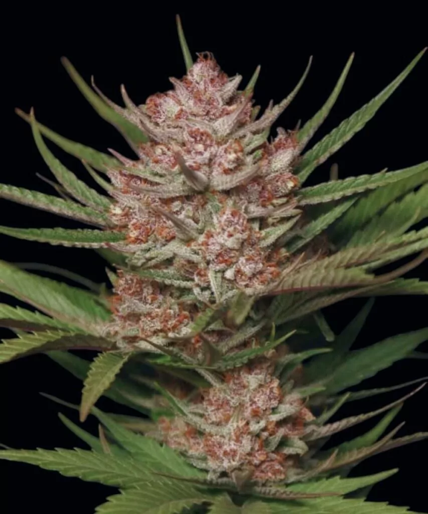 Blackberry Kush Strain-11 **Nahaufnahme einer Blackberry Kush-Cannabispflanze, die ihre zuckerhaltigen roten Buds und frostigen Trichome zeigt, mit strukturierten Blättern im Hintergrund.**