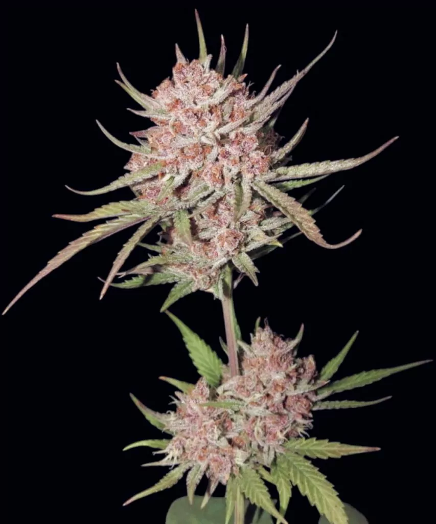 Blackberry Kush Strain-20jpg **Nahaufnahme einer Blackberry Kush-Cannabispflanze mit dichten, zuckerhaltigen roten Buds und reich strukturierten Blättern, die das frostige Aussehen und die lebendigen Farben der Sorte hervorheben.**