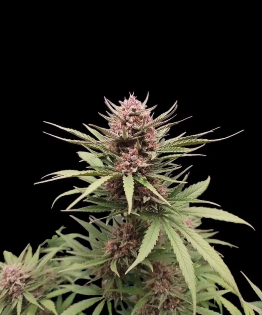 Blackberry Kush Strain-30 **Blackberry Kush-Cannabispflanze mit tiefroten Buds, die hoch aufragen und üppiges Laub sowie lebendige Farbtöne in einer natürlichen Außenumgebung zeigen.**