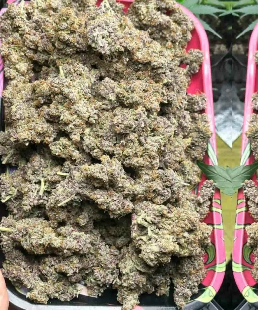 Blackberry Kush Strain-40 **Nahaufnahme getrockneter Blackberry Kush-Cannabis-Buds, die ihre tiefroten Farbtöne, frostigen Trichome und dichte Textur mit Anklängen grüner Blätter zur Schau stellen.**