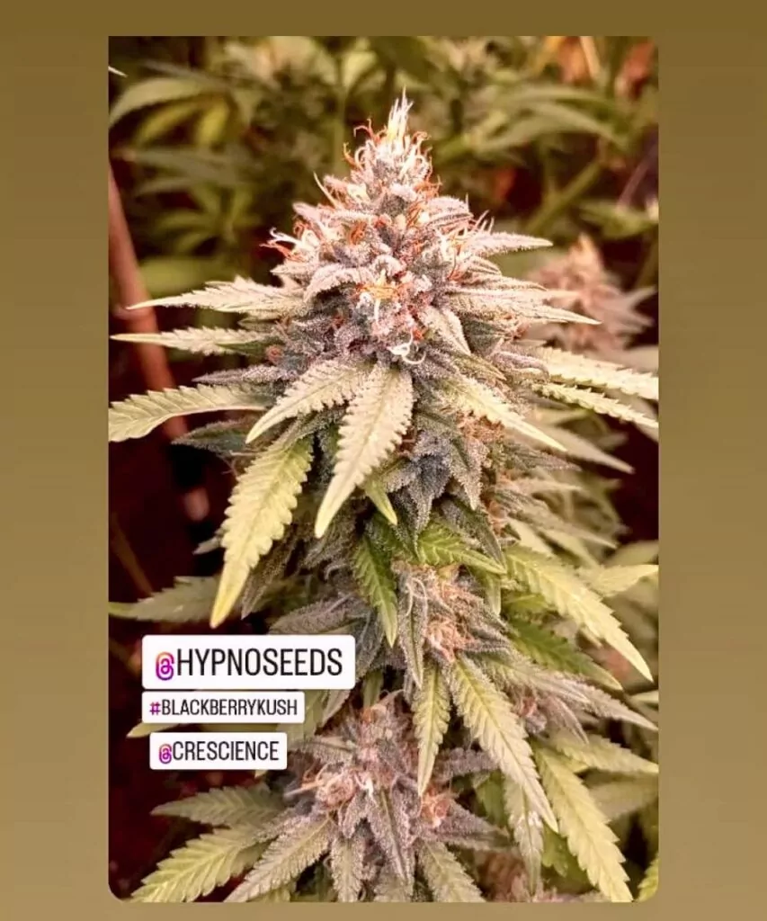 **Blackberry Kush-Sorte mit kristallbedeckten Buds, bei denen die Trichome sichtbar sind. Die Buds sind mit einer dicken Schicht funkelnder Trichome bedeckt, die ihre Potenz und Qualität hervorheben.**