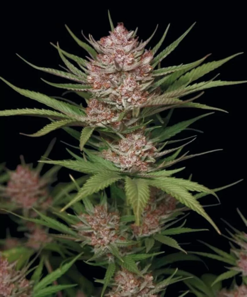 Blackberry Kush Strain **Vollansicht einer Blackberry Kush-Cannabispflanze mit auffälligen roten Buds, die ihr natürliches Wachstum und die lebendigen Farben hervorheben.**