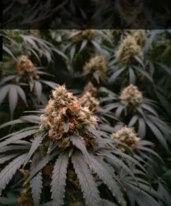**Cereal Milk-Sorte mit steinharten, dichten Buds. Die Buds sind kompakt und fest, was auf ein qualitativ hochwertiges Indoor-Wachstum hinweist.**