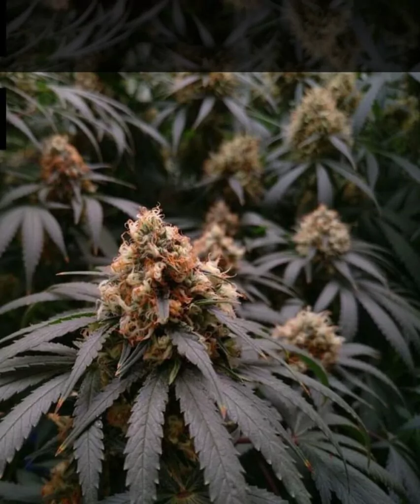 **Cereal Milk-Sorte mit steinharten, dichten Buds. Die Buds sind kompakt und fest, was auf ein qualitativ hochwertiges Indoor-Wachstum hinweist.**