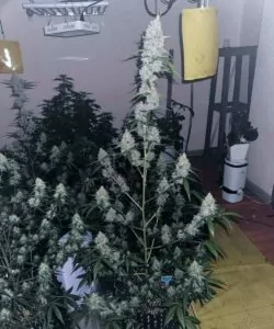 **Vollansicht einer massiven Gary Payton-Cannabispflanze mit einer Fülle dichter, rockharter Buds und lebendigen grünen Blättern, die die beeindruckende Größe und Struktur der Sorte zur Schau stellt.**