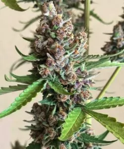 **Nahaufnahme einer Lemon Cherry Gelato-Cannabispflanze mit dichten lila Buds, frostigen Trichomen und lebendigen grünen Blättern, die das bunte und üppige Wachstum der Sorte hervorheben.**