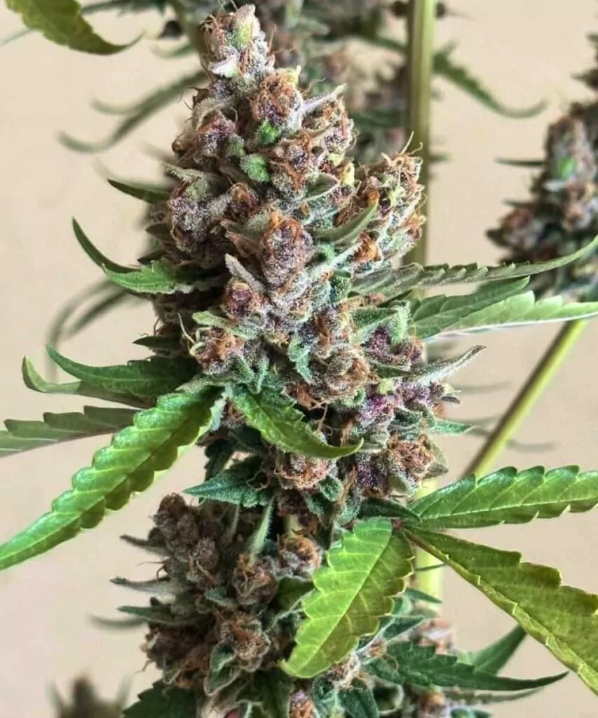 **Nahaufnahme einer Lemon Cherry Gelato-Cannabispflanze mit dichten lila Buds, frostigen Trichomen und lebendigen grünen Blättern, die das bunte und üppige Wachstum der Sorte hervorheben.**