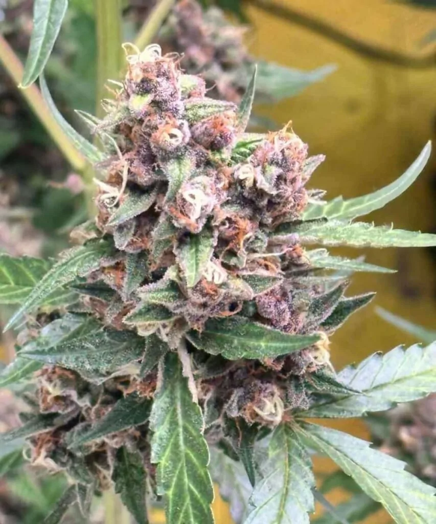 **Nahaufnahme einer Lemon Cherry Gelato-Cannabispflanze mit dichten, schneebedeckten, zuckerhaltigen lila Buds, die mit frostigen Trichomen bedeckt sind und von lebendigen grünen Blättern umrahmt werden.**