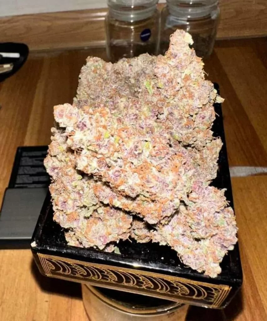 **Nahaufnahme getrockneter Lemon Cherry Gelato-Cannabis-Buds, die rockhartartige lila Nuggets mit frostigen Trichomen und lebendigen orangefarbenen Haaren zeigen.**