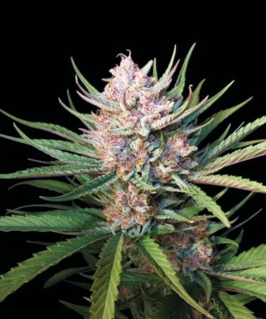 **Nahaufnahme der oberen Cola einer Lemon Cherry Gelato-Cannabispflanze, die dichte, lila Buds zeigt, die mit zuckerhaltigen, frostigen Trichomen bedeckt sind, während lebendige grüne Blätter die kompakte Struktur umrahmen.**