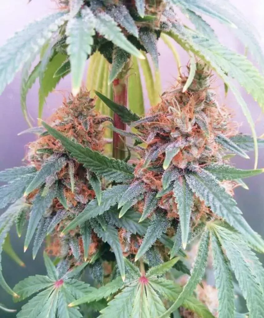 Pink Runtz Strain-1 **Pink Runtz-Sorte mit kristallbedeckten Zwillingsbuds in der Mitte. Die Buds sind frostig und gut geformt, was die Potenz und das lebendige Wachstum der Sorte zur Schau stellt.**