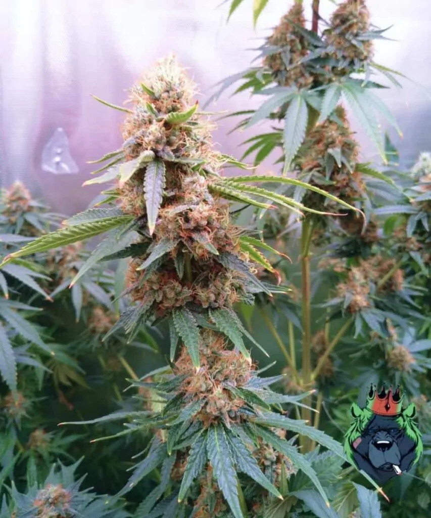 Pink Runtz Strain-2 **Pink Runtz-Sorte mit einem kompakten Bud und einer großen Cola, die rosa Farbtöne sowohl in den Blättern als auch in den Buds zeigt. Die lebendige Farbe hebt das einzigartige Aussehen und das qualitativ hochwertige Wachstum der Sorte hervor.**