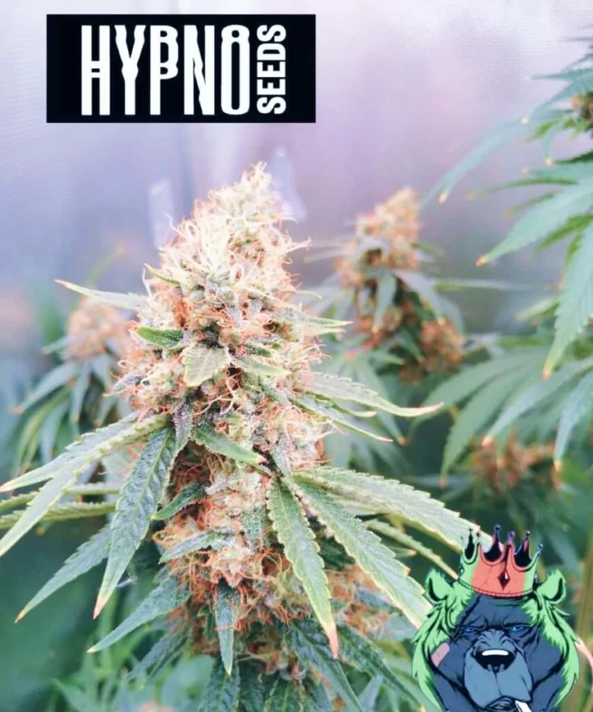 Pink Runtz Strain **Pink Runtz-Sorte mit einem rosa und weißen, mit eisigen Kristallen bedeckten Bud. Die frostigen Trichome verleihen dem Bud ein funkelndes Aussehen und betonen seine Potenz sowie die auffällige Farbkombination.**