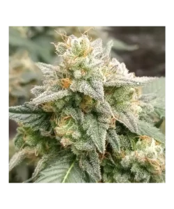 **Nahaufnahme der Gush Mints-Cannabis-Sorte, die ihre zuckerbedeckten Trichome hervorhebt. Die Buds glänzen mit einer frostigen Schicht und zeigen unter der kristallinen Oberfläche Anzeichen von Grün und Lila.**