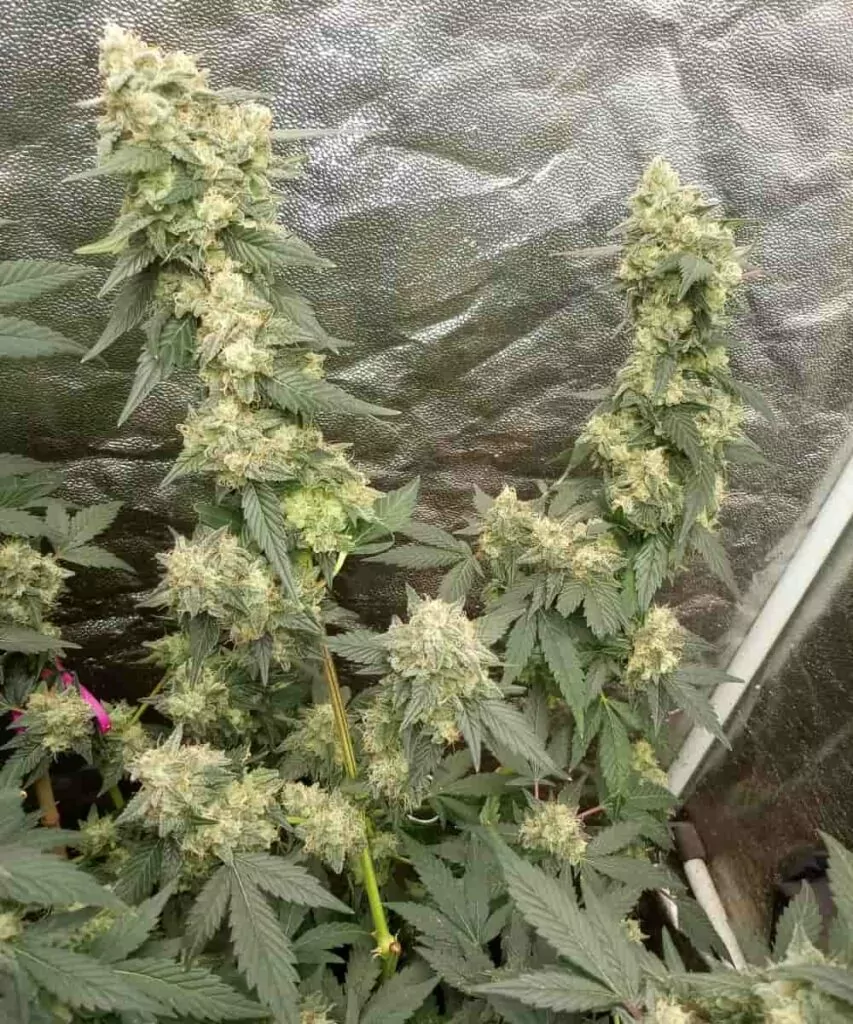 **Gush Mints-Cannabispflanze mit großen, aufragenden Colas. Die massiven Buds sind mit einer dicken Schicht Trichomen bedeckt und zeigen eine lebendige Darstellung grüner Blätter.**