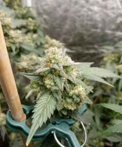 **Dichter Bud der Gush Mints-Sorte, der seine kompakte Struktur und reiche Textur zeigt. Der Kopf ist dicht gepackt, mit einer Mischung aus tiefem Grün, Lila und einer großzügigen Schicht Trichome.**