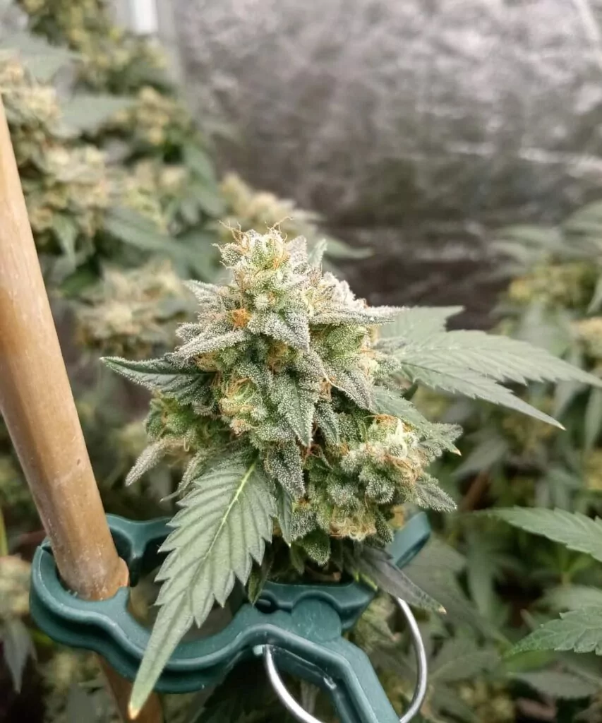 **Dichter Bud der Gush Mints-Sorte, der seine kompakte Struktur und reiche Textur zeigt. Der Kopf ist dicht gepackt, mit einer Mischung aus tiefem Grün, Lila und einer großzügigen Schicht Trichome.**