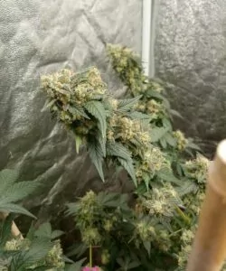**Gush Mints-Sorte mit dichtem Bud und langer Cola**