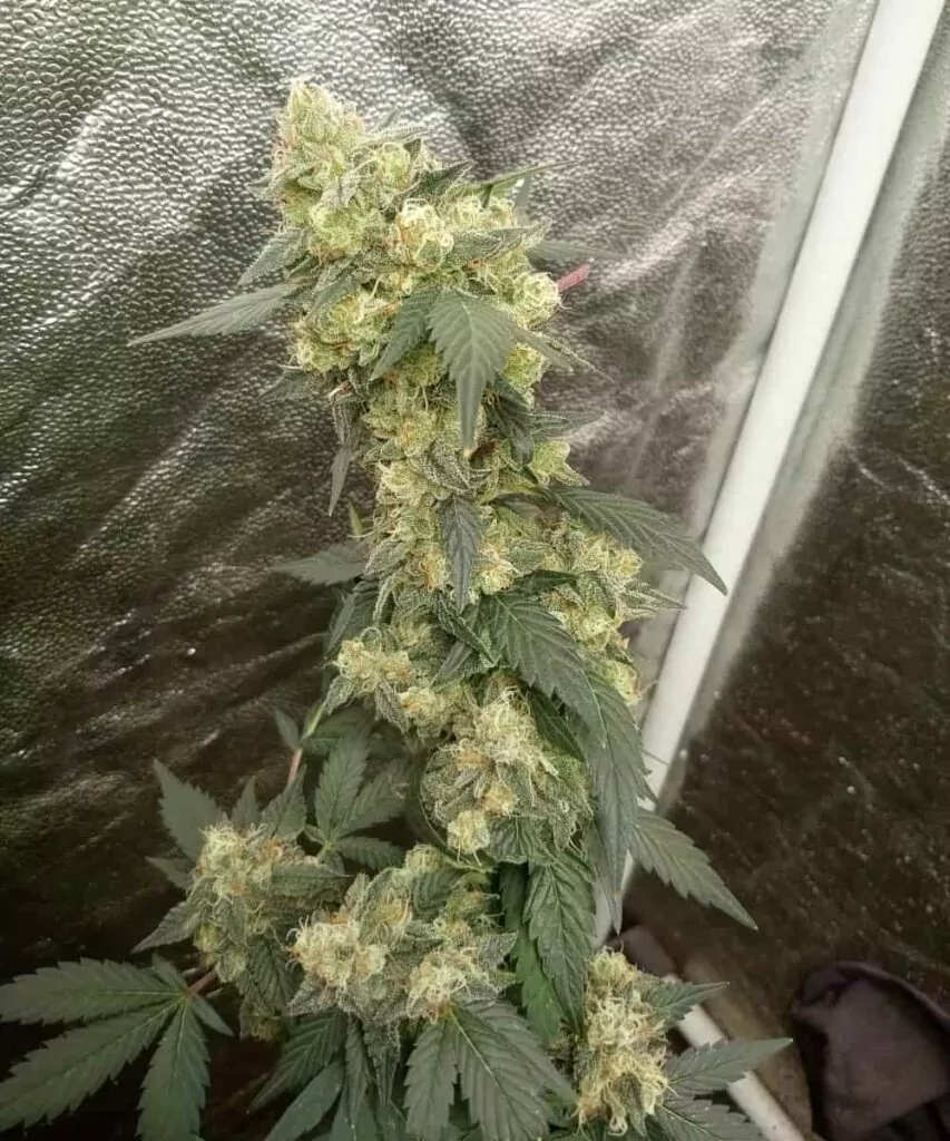 **Gush Mints-Sorte mit riesigen Buds**
