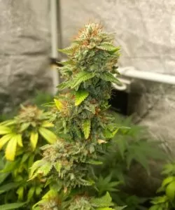 **Nahaufnahme der Peanut Butter Breath-Sorte, die eine dichte Cola zeigt, mit dicht gepackten Buds, die mit Trichomen bedeckt sind. Die lebendigen grünen und orangen Pistillen verleihen dem Kopf der Cola zusätzliche Textur.**