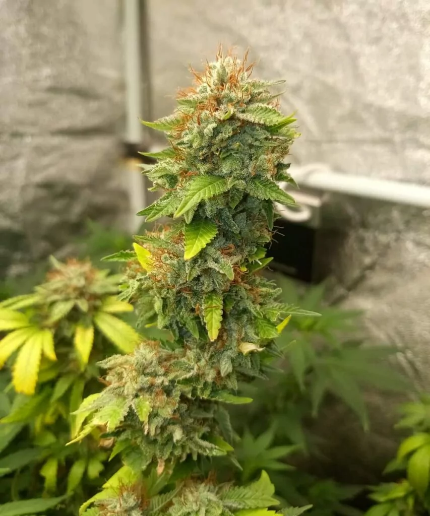 **Nahaufnahme der Peanut Butter Breath-Sorte, die eine dichte Cola zeigt, mit dicht gepackten Buds, die mit Trichomen bedeckt sind. Die lebendigen grünen und orangen Pistillen verleihen dem Kopf der Cola zusätzliche Textur.**