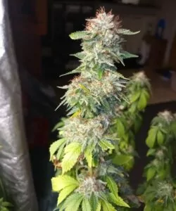 **Ein zuckerhaltiger, übergroßer Bud der Peanut Butter Breath-Sorte, der mit frostigen Trichomen glänzt. Die dicke Kristallschicht hebt die reiche Textur und das klebrige Aussehen des Buds hervor.**