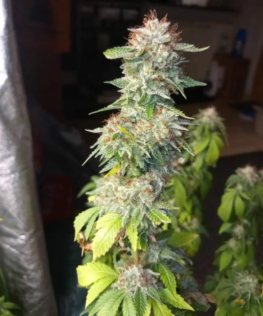 **Ein zuckerhaltiger, übergroßer Bud der Peanut Butter Breath-Sorte, der mit frostigen Trichomen glänzt. Die dicke Kristallschicht hebt die reiche Textur und das klebrige Aussehen des Buds hervor.**