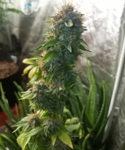 **Eine massive Cola der Peanut Butter Breath-Sorte, die dichte Cluster von Buds zeigt, die zusammen gestapelt sind. Die Cola ist dick mit Trichomen und lebendigen Farben, die ihre Potenz und robuste Struktur zur Schau stellen.**