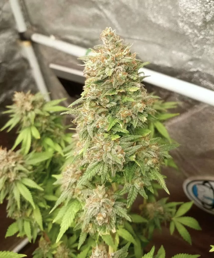 **RS11-Sorte mit lebendigen grünen Buds und Blättern. Die Buds sind üppig und dicht, was das gesunde Wachstum der Pflanze und die reiche Farbe zur Schau stellt.**
