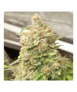 **Nahaufnahme der RS-11-Cannabis-Sorte, die ihre zuckerbedeckten Trichome hervorhebt. Die dichten Buds sind mit frostigen Kristallen bedeckt, die ein funkelndes Aussehen verleihen, während lebendige Grüntöne und Orange unter der kristallinen Oberfläche sichtbar sind.**