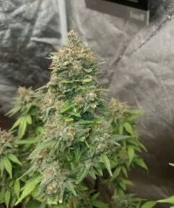 **Nahaufnahme eines kristallbedeckten Buds der RS11-Sorte – Erleben Sie die Schönheit der RS11-Sorte in einer Nahaufnahme ihres mit Kristallen bedeckten Buds, die ihre Potenz und Anziehungskraft hervorheben.**