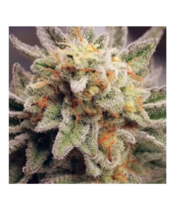 Makroaufnahme der Animal Mints-Buds, die frostige Trichome und eine reiche Mischung aus grünen, lila und orangen Tönen zeigen.