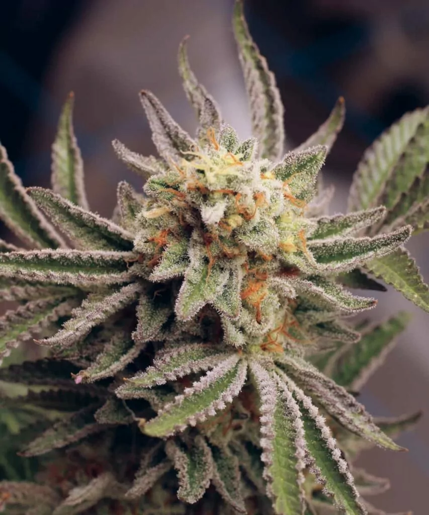 Nahaufnahme des Animal Mints Cannabis, mit dichten, klebrigen Buds, die mit schimmernden Kristallen bedeckt sind und subtile minzige Untertöne hervorheben.