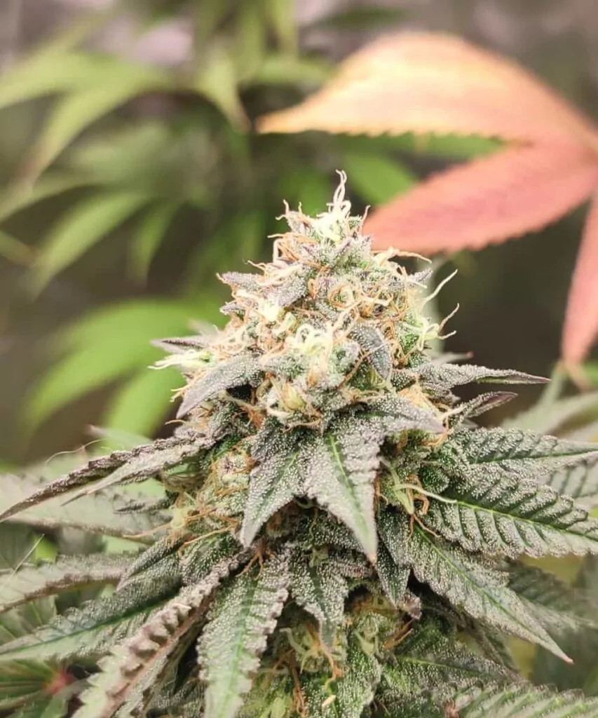**Bud:** Ein einzelner, von Hand getrimmter Black Runtz-Bud, der seine reichen lila Töne und den glänzenden Harz hervorhebt.