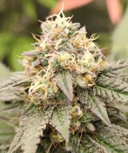 **Bud Zoom:** Eine Nahaufnahme eines Black Runtz-Buds, die die komplexen Details seiner mit Trichomen bedeckten Oberfläche und tiefen lila Untertöne zeigt.