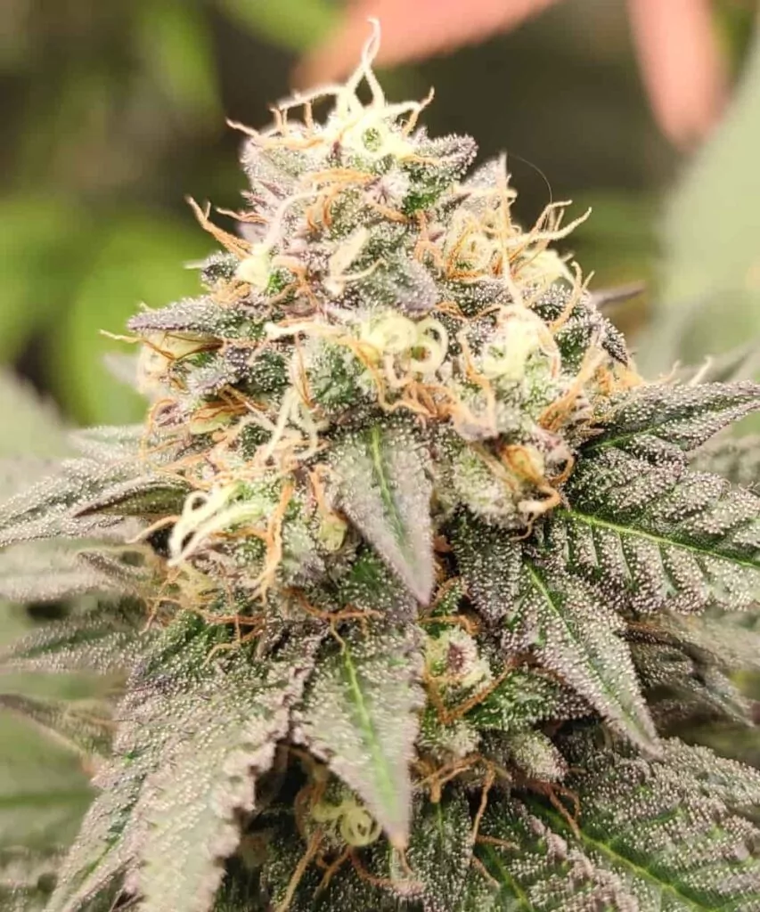 **Bud Zoom:** Eine Nahaufnahme eines Black Runtz-Buds, die die komplexen Details seiner mit Trichomen bedeckten Oberfläche und tiefen lila Untertöne zeigt.
