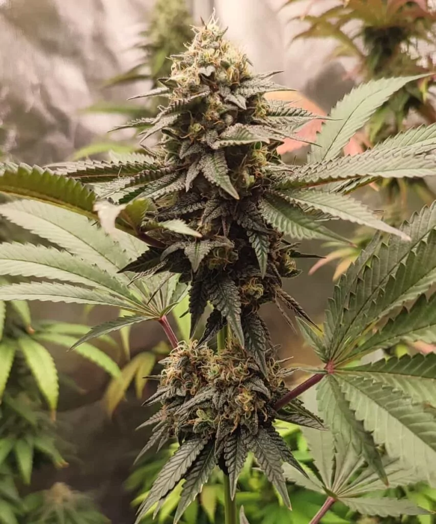 **Ganze Pflanze:** Eine gedeihende Black Runtz Cannabis-Pflanze, die ihr üppiges grünes Laub und dichte Buds zeigt, bereit für die Ernte.