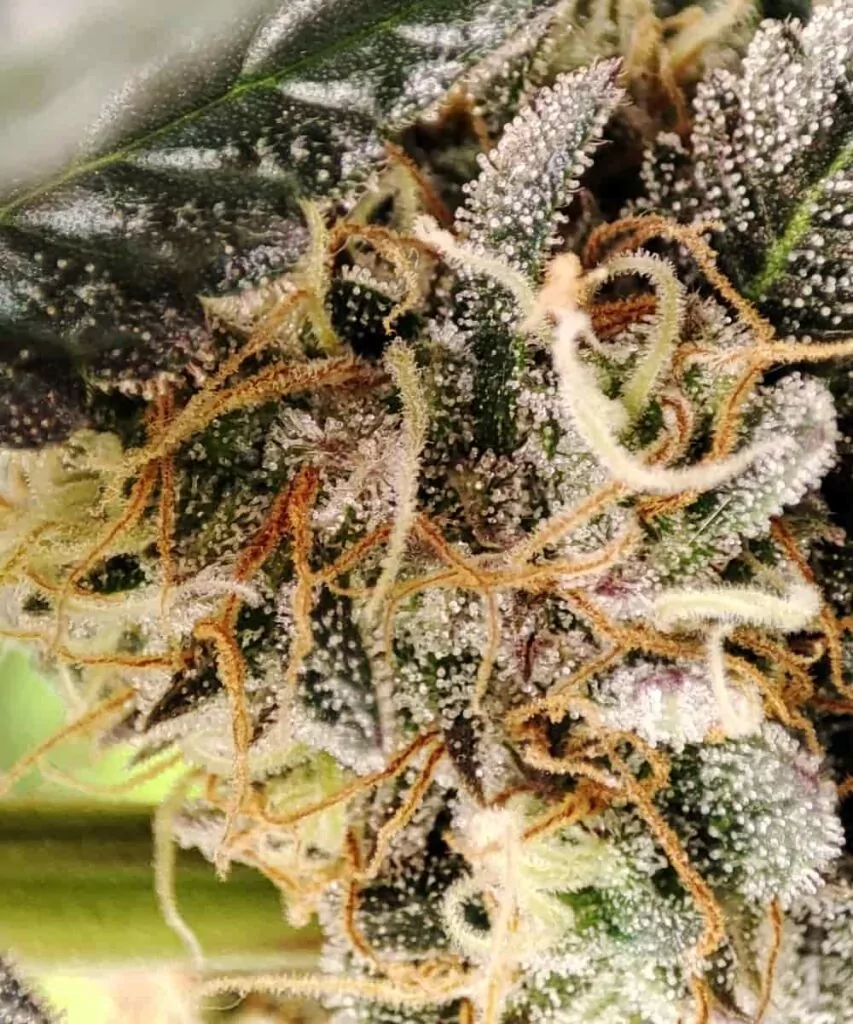 Makroaufnahme der Black Runtz-Trichome, die die funkelnden Harzkristalle einfangen und den potenten Cannabinoidgehalt der Sorte zeigen.