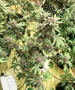 Die Blue Cookies-Sorte, ganze Pflanze, zeigt mehrere große Buds mit dichten, frostigen Trichomen.