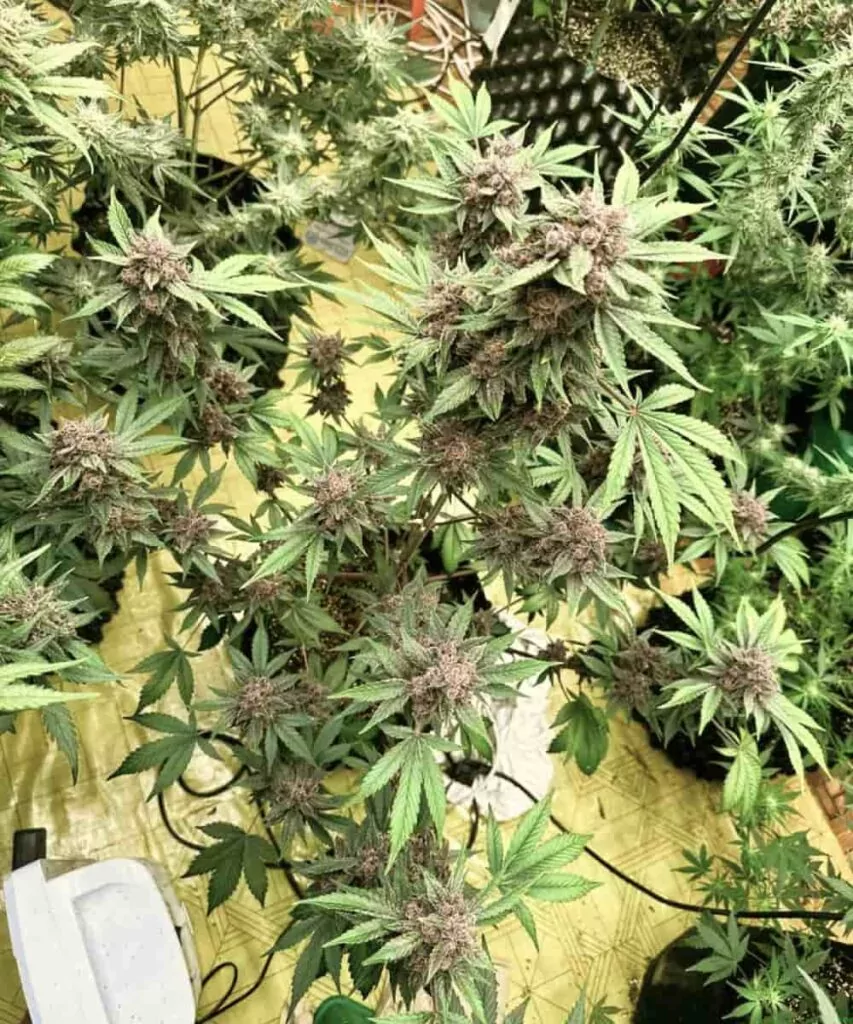 Die Blue Cookies-Sorte, ganze Pflanze, zeigt mehrere große Buds mit dichten, frostigen Trichomen.
