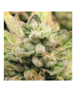 Makroaufnahme der harzigen Trichome von Blue Dream und subtilen lilafarbenen Tönen auf dem Bud.