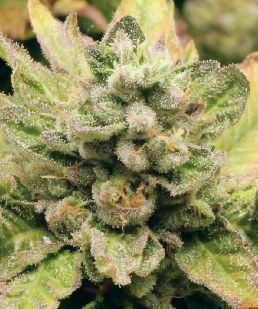 Nahaufnahme der Blue Dream-Sorte, die ihre bläulichen Buds und zuckerhaltigen Trichome hervorhebt.