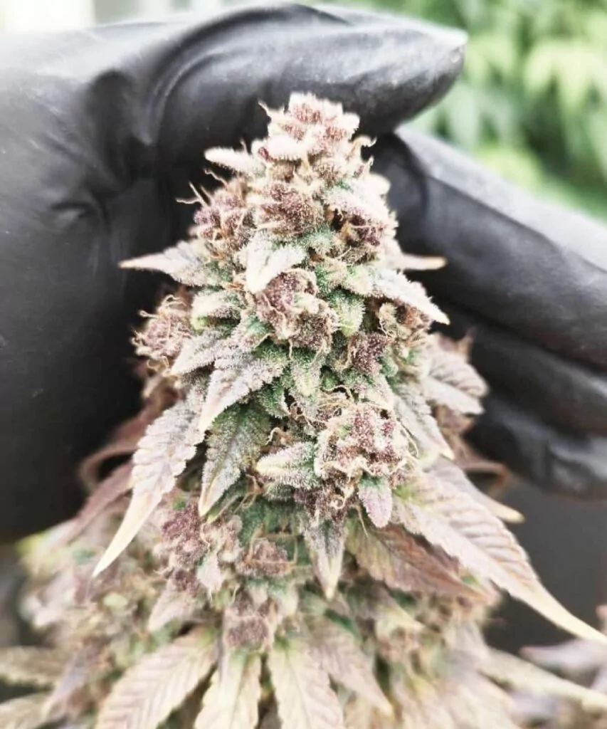 Nahaufnahme eines Cap Junky-Buds, das aus Cap Junky-Samen gezogen wurde, und die dichte Struktur sowie die dicke Trichom-Bedeckung zeigt.