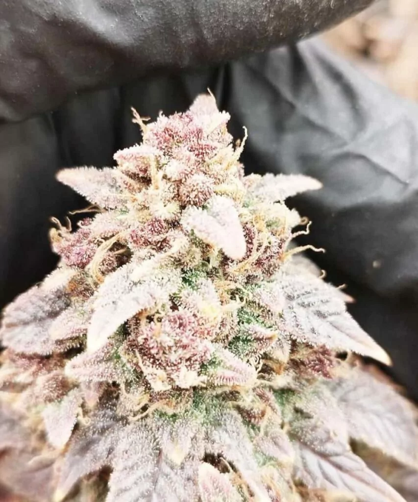 Extreme Nahaufnahme eines Cap Junky-Buds, die die komplexen Details der Trichome und der harzbedeckten Oberfläche zeigt.