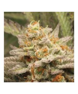 Detaillierte Ansicht der dichten Buds von Carbon Fiber, die eine dicke Trichom-Schicht und Anklänge von Skunk-Aroma zeigen.