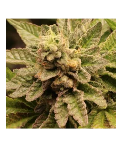 Nahaufnahme der Cereal Milk-Buds, die cremig weiße Trichome zeigen, die den Buds ein frostiges Aussehen verleihen, ergänzt von orangefarbenen Pistillen.