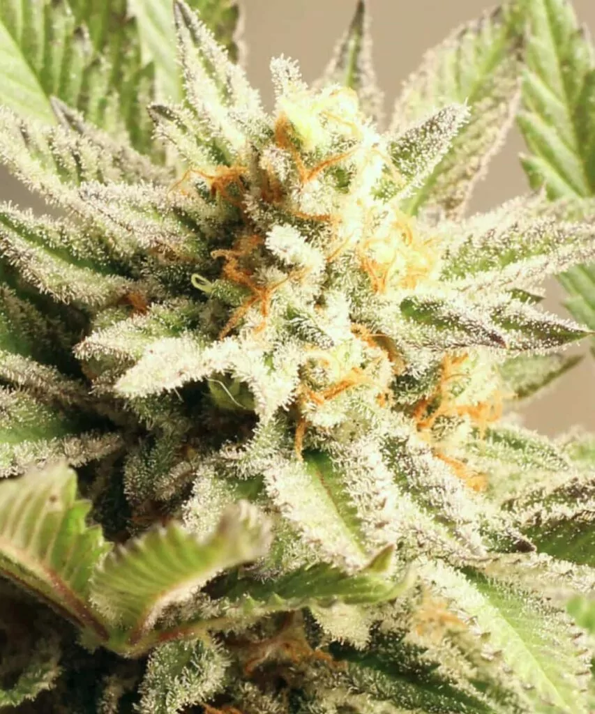 Nahaufnahme der Cheetah Piss-Sorte, die lebendige grüne Buds mit orangefarbenen Pistillen und einer frostigen Schicht aus Trichomen zeigt.