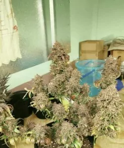 Cluster von Forbidden Fruit-Buds, die aus Forbidden Fruit-Samen gezogen wurden, und die lebendigen Farben sowie dichte Trichome zeigen, die jeden Bud bedecken.