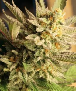 Nahaufnahme der Gelato 33-Sorte, die ihre farbenfrohen Buds mit einer Mischung aus grünen, orangen und lila Tönen zeigt.